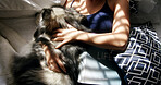 Cuddle, hands and husky with woman in home living room for affection, bonding or security. Above, petting and sunlight with dog owner in apartment together for care, companionship or loyalty