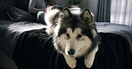 Dog, husky and relax in bedroom with peace, morning or calm owner with adoption security at house. Apartment, pet or chill with person on bed for rest, comfort or foster care on weekend with tablet
