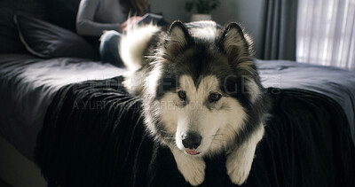 Buy stock photo Dog, husky and relax in bedroom with peace, morning or calm owner with adoption security at house. Apartment, pet or chill with person on bed for rest, comfort or foster care on weekend with tablet