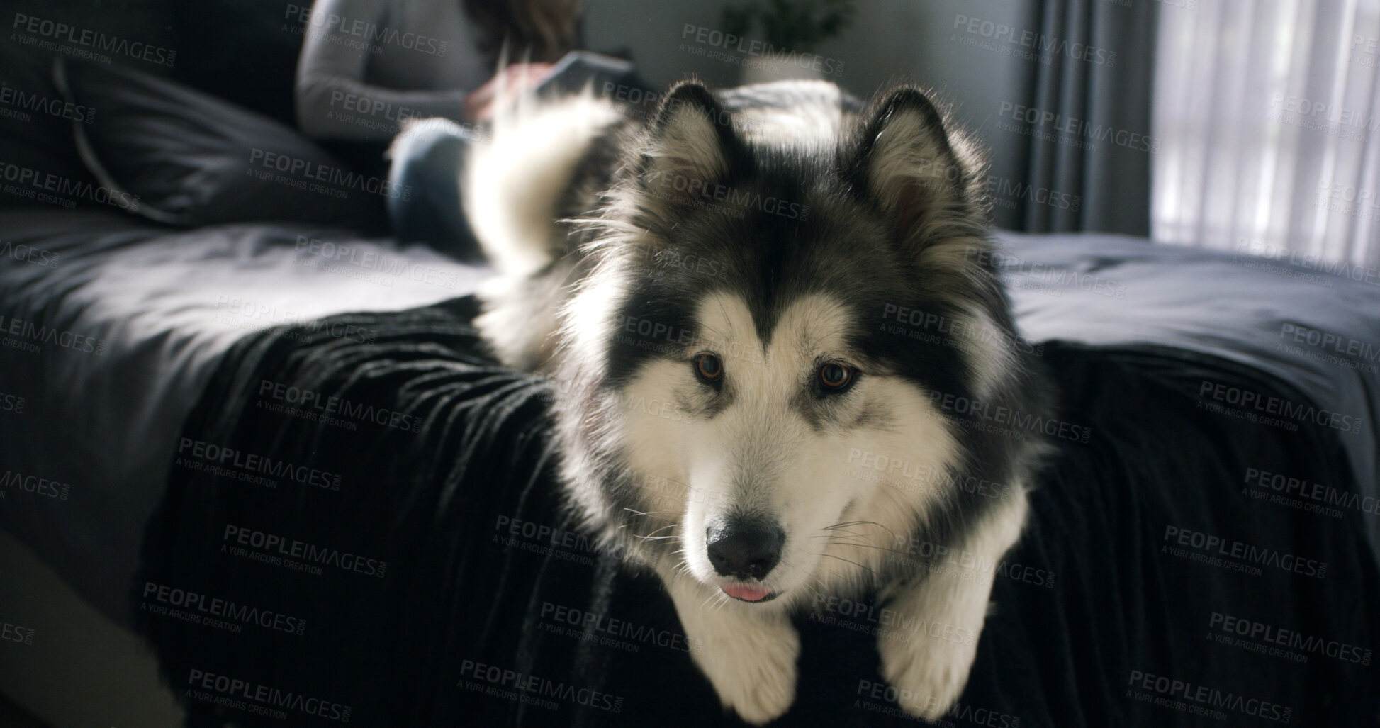 Buy stock photo Dog, husky and relax in bedroom with peace, morning or calm owner with adoption security at house. Apartment, pet or chill with person on bed for rest, comfort or foster care on weekend with tablet