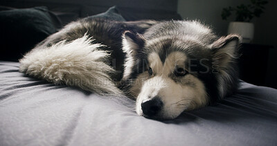 Buy stock photo Dog, husky and relax in bedroom with comfort, morning peace or calm with adoption security at house. Apartment, pet or chill with animal on bed for resting, wellness or foster care on weekend