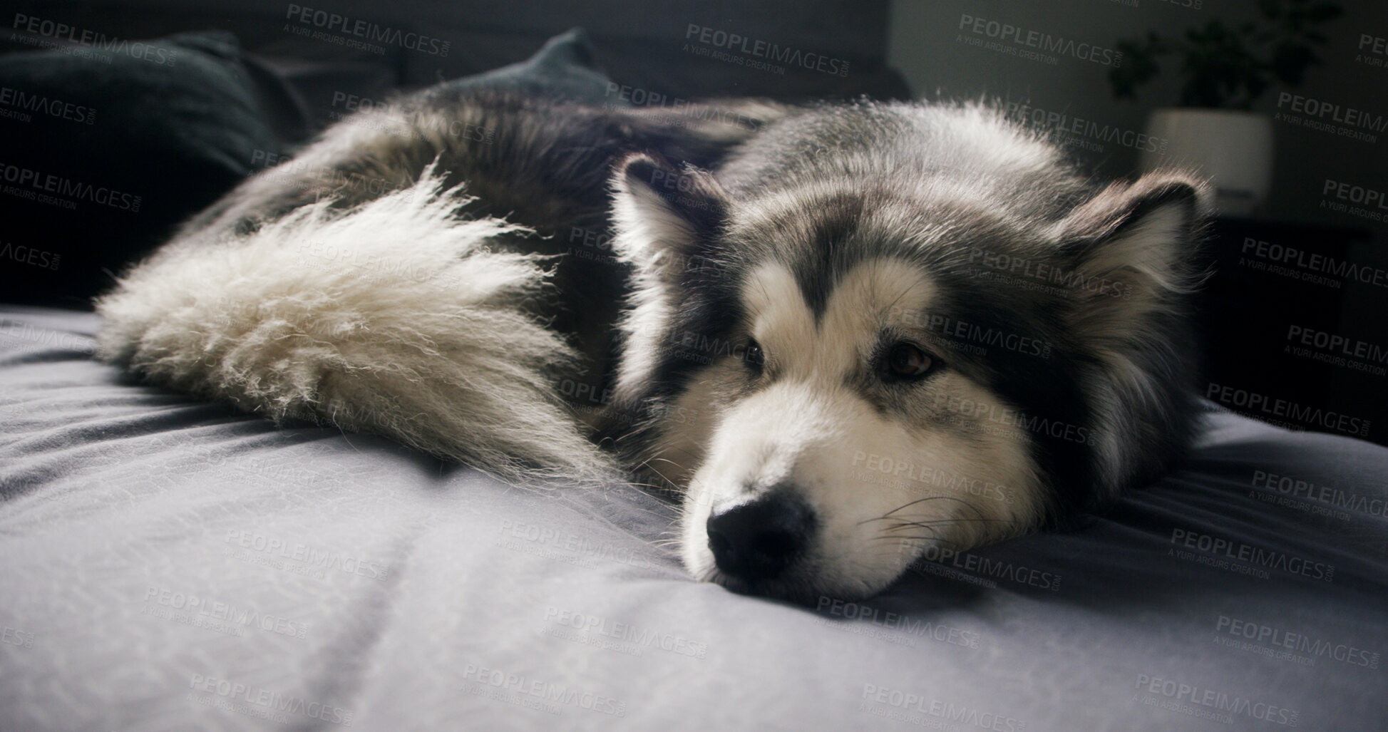 Buy stock photo Dog, husky and relax in bedroom with comfort, morning peace or calm with adoption security at house. Apartment, pet or chill with animal on bed for resting, wellness or foster care on weekend