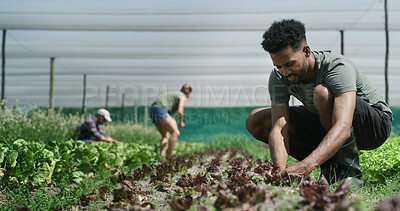 Buy stock photo Plants, man and farmer in greenhouse for sustainability, agriculture and agro business with crops. Quality assurance, eco friendly and person with botany growth in nursery for horticulture at harvest