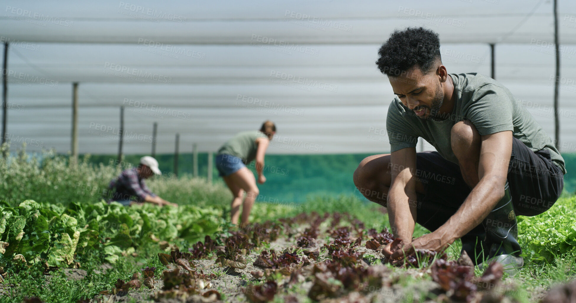 Buy stock photo Plants, man and farmer in greenhouse for sustainability, agriculture and agro business with crops. Quality assurance, eco friendly and person with botany growth in nursery for horticulture at harvest