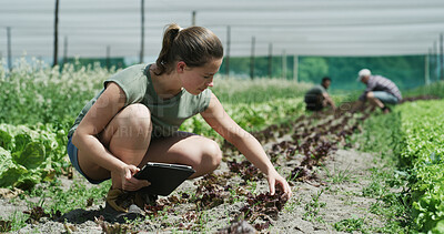 Buy stock photo Agriculture, woman and field inspection on tablet for crop scouting, soil health or data collection. Farmer, person or digital app on farm for plant management, monitor yield growth or record results