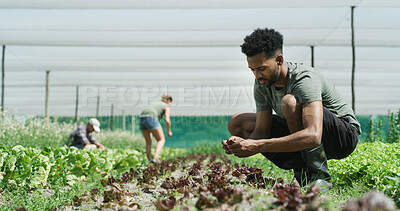 Buy stock photo Plants, man and farmer in greenhouse by eco friendly, agriculture and agro business with crops. Sustainable, produce and person with growth for horticulture at vegetable harvest for quality assurance