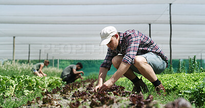 Buy stock photo Plants, man and farmer in greenhouse for agriculture, sustainability and agro business with crops. Quality assurance, eco friendly and male person with growth for horticulture at vegetable harvest.