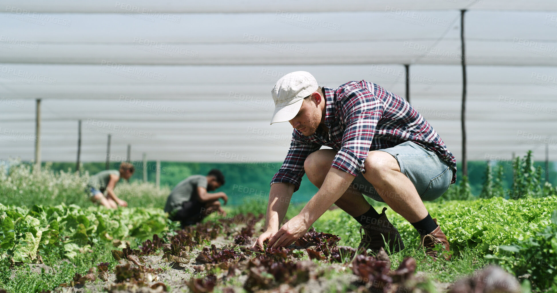 Buy stock photo Plants, man and farmer in greenhouse for agriculture, sustainability and agro business with crops. Quality assurance, eco friendly and male person with growth for horticulture at vegetable harvest.