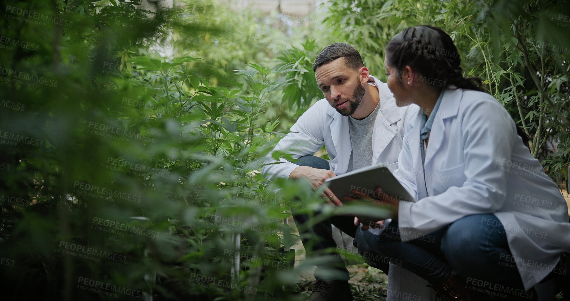 Buy stock photo Inspection, tablet and science team on cannabis farm for research, plant health and field study. Scientist, people or talk with tech for marijuana nutrient status, quality control or data collection