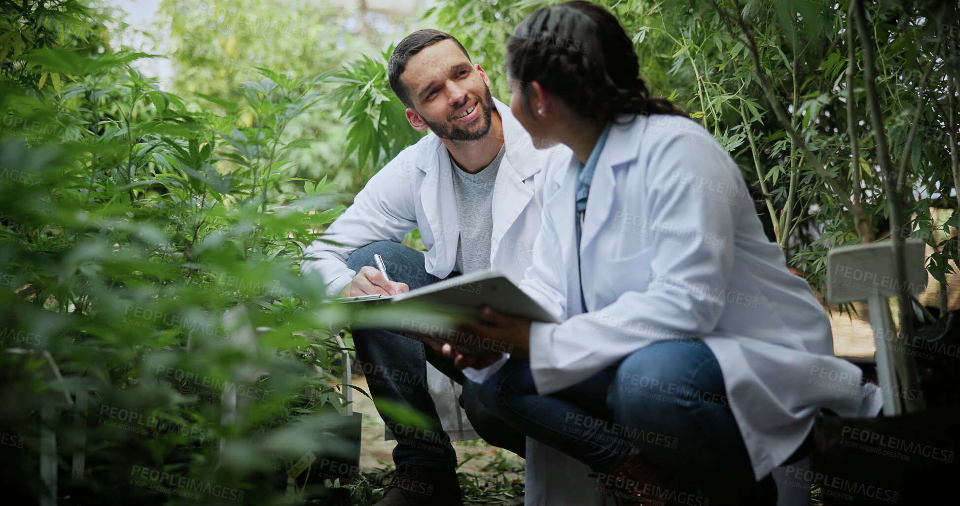 Buy stock photo Scientist, farm and discussion with tablet for marijuana, production and checklist for inspection. People, tech and biology team with cannabis for growth, study or harvest for medical research