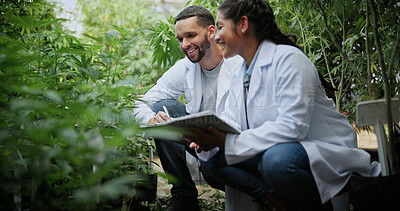 Buy stock photo Biologist, farm and discussion with tablet for marijuana, production and checklist for inspection. People, tech and science team with cannabis for growth, study or harvest for medical research