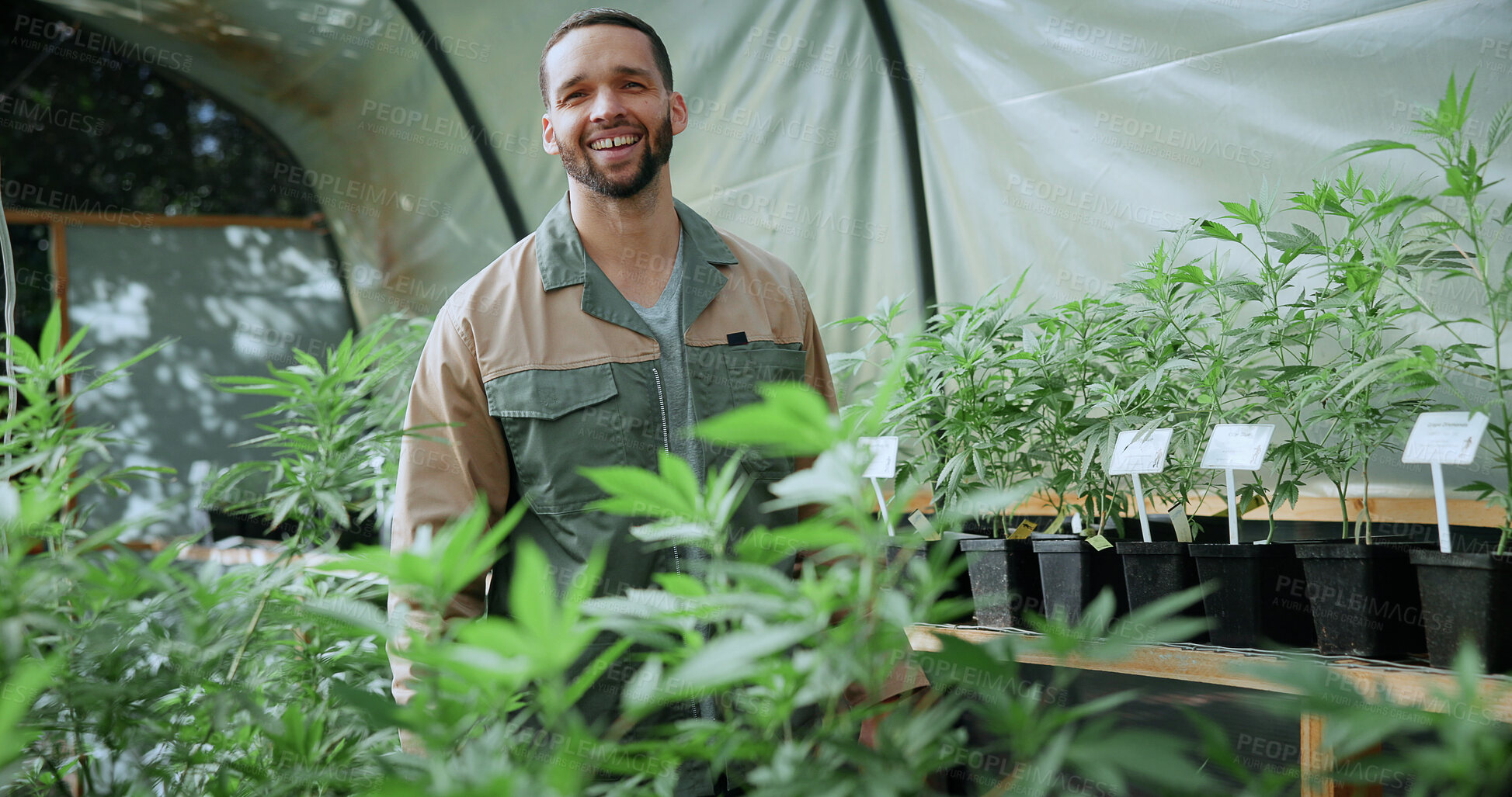 Buy stock photo Smile, weed and portrait of man in greenhouse for cannabis growth, sustainability and agriculture. Herbal medicine, marijuana farmer and cbd production with person for hemp cultivator and plants