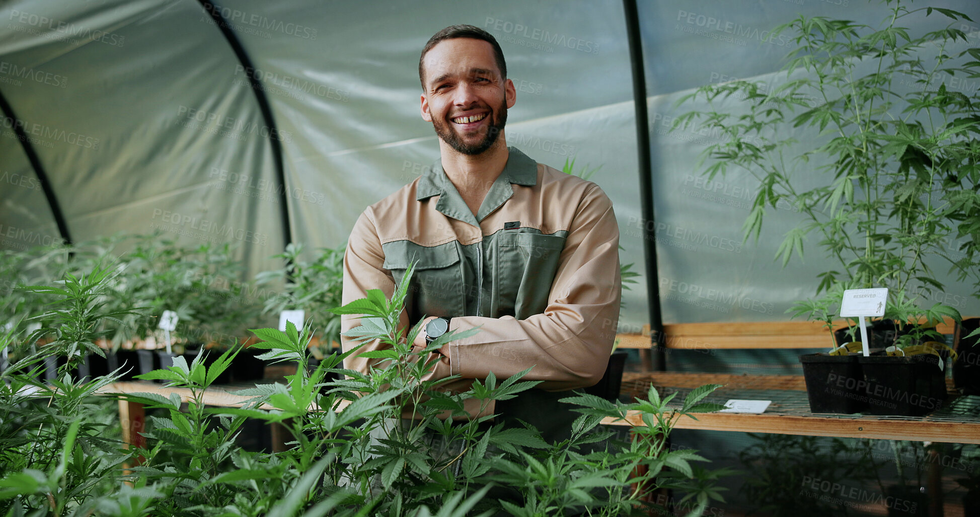 Buy stock photo Smile, cannabis and portrait of man in greenhouse for weed growth, sustainability and agriculture. Herbal medicine, marijuana farmer and cbd production with person for hemp cultivator and plants