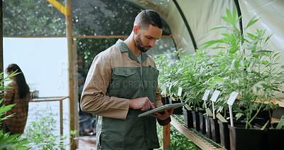 Buy stock photo Review, cannabis or man in greenhouse with tablet, growth monitor or checklist in cbd production. Plants, report or grower with tech, development recording or harvest inspection in marijuana business