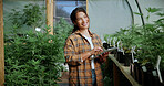 Portrait, cannabis or woman in greenhouse with tablet, career pride or monitoring of cbd production. Hemp, ambition or cultivator with tech, confidence or quality control in marijuana business.