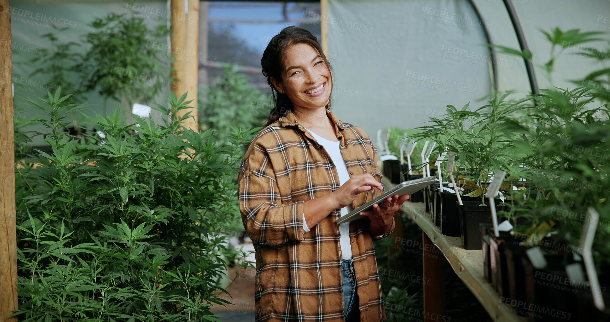 Buy stock photo Portrait, cannabis or woman in greenhouse with tablet, career pride or monitoring of cbd production. Hemp, ambition or cultivator with tech, confidence or quality control in marijuana business.