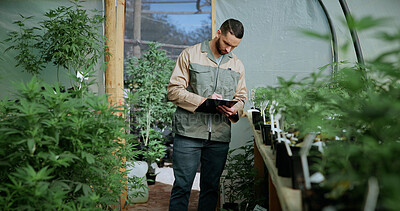 Buy stock photo Man, farm and paperwork for inspection with marijuana, production or hemp for sustainability. Agriculture, small business or cultivator with clipboard for cannabis, harvest or startup for eco biofuel