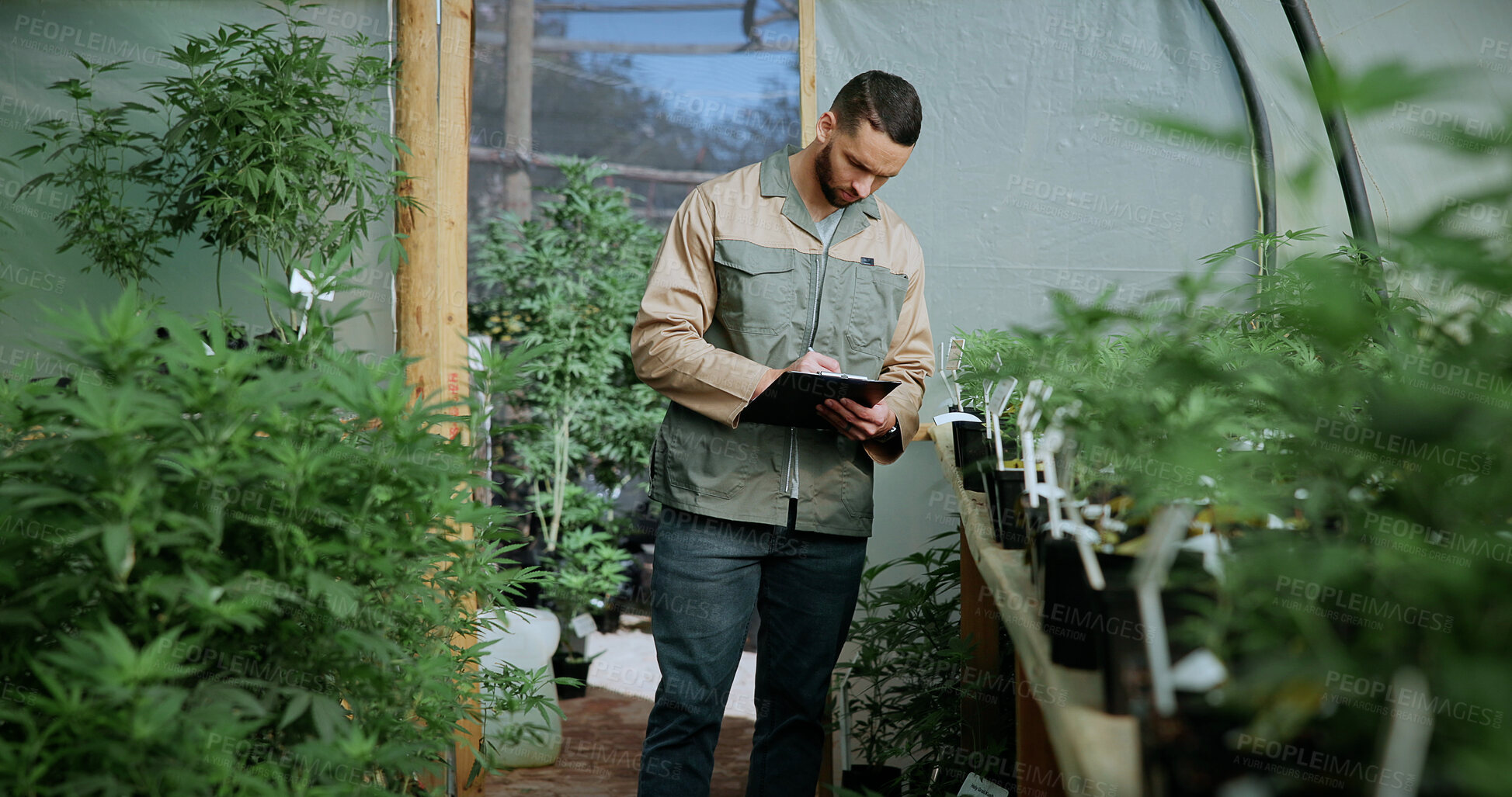 Buy stock photo Man, farm and paperwork for inspection with marijuana, production or hemp for sustainability. Agriculture, small business or cultivator with clipboard for cannabis, harvest or startup for eco biofuel