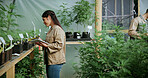 Monitoring, cannabis or woman in greenhouse with tablet, growth review or report in cbd production. Hemp, plant or grower with tech, development recording or harvest inspection in marijuana business.