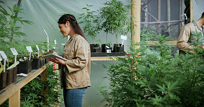Buy stock photo Monitoring, cannabis or woman in greenhouse with tablet, growth review or report in cbd production. Hemp, plant or grower with tech, development recording or harvest inspection in marijuana business.