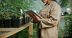 Monitoring, cannabis or hands in greenhouse with tablet, growth review or monitor of cbd production. Hemp, woman or grower with tech, development recording or plant inspection in marijuana business.