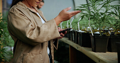 Buy stock photo Hands, cannabis and phone with woman in greenhouse for weed growth, inspection and agriculture. Text message marijuana farmer and cbd production with person for hemp cultivator, leaf and contact