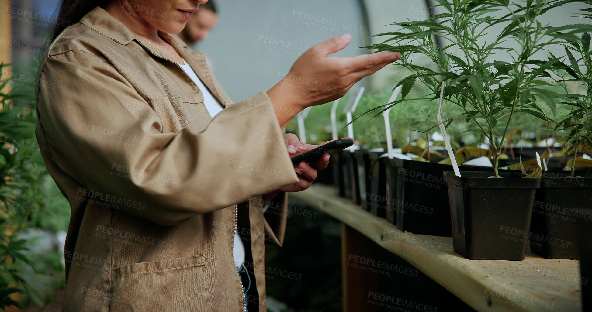 Buy stock photo Hands, cannabis and phone with woman in greenhouse for weed growth, inspection and agriculture. Text message marijuana farmer and cbd production with person for hemp cultivator, leaf and contact