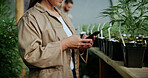 Hands, weed and phone with woman in greenhouse for cannabis growth, inspection and agriculture. Text message marijuana farmer and cbd production with person for hemp cultivator, chat and contact