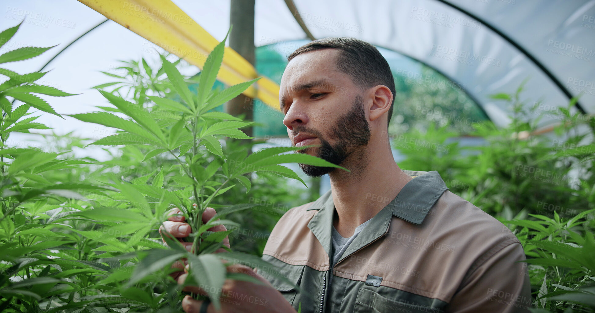 Buy stock photo Man, inspection and farming with weed plants for agriculture, growth and harvest of cannabis. Serious, male person and quality assurance of marijuana, crop cultivation and botany for hemp production