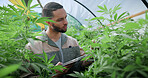 Tablet, man and cannabis plant inspection to track health, assess growth and data collection. Farmer, tech or monitor marijuana leaves in greenhouse for nutrient status, quality control or checklist