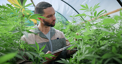 Buy stock photo Tablet, man and cannabis plant inspection to track health, assess growth and data collection. Farmer, tech or monitor marijuana leaves in greenhouse for nutrient status, quality control or checklist