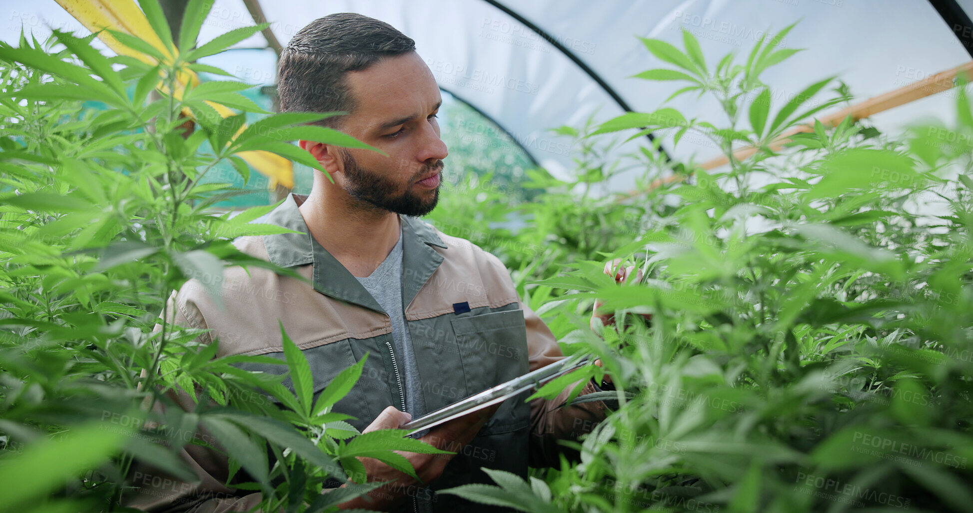 Buy stock photo Tablet, man and cannabis plant inspection to track health, assess growth and data collection. Farmer, tech or monitor marijuana leaves in greenhouse for nutrient status, quality control or checklist