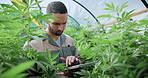 Man, farm and tablet for inspection with marijuana, production or hemp for sustainability. Agriculture, small business or cultivator with digital tech for cannabis, harvest or startup for eco biofuel