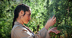 Woman, inspection and farming with weed plants for agriculture, growth or harvest of cannabis. Serious, female person and quality control of marijuana, crop cultivation and botany for hemp production