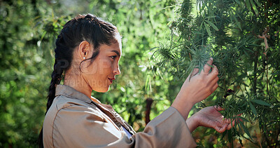 Buy stock photo Woman, inspection and farming with weed plants for agriculture, growth or harvest of cannabis. Serious, female person and quality control of marijuana, crop cultivation and botany for hemp production