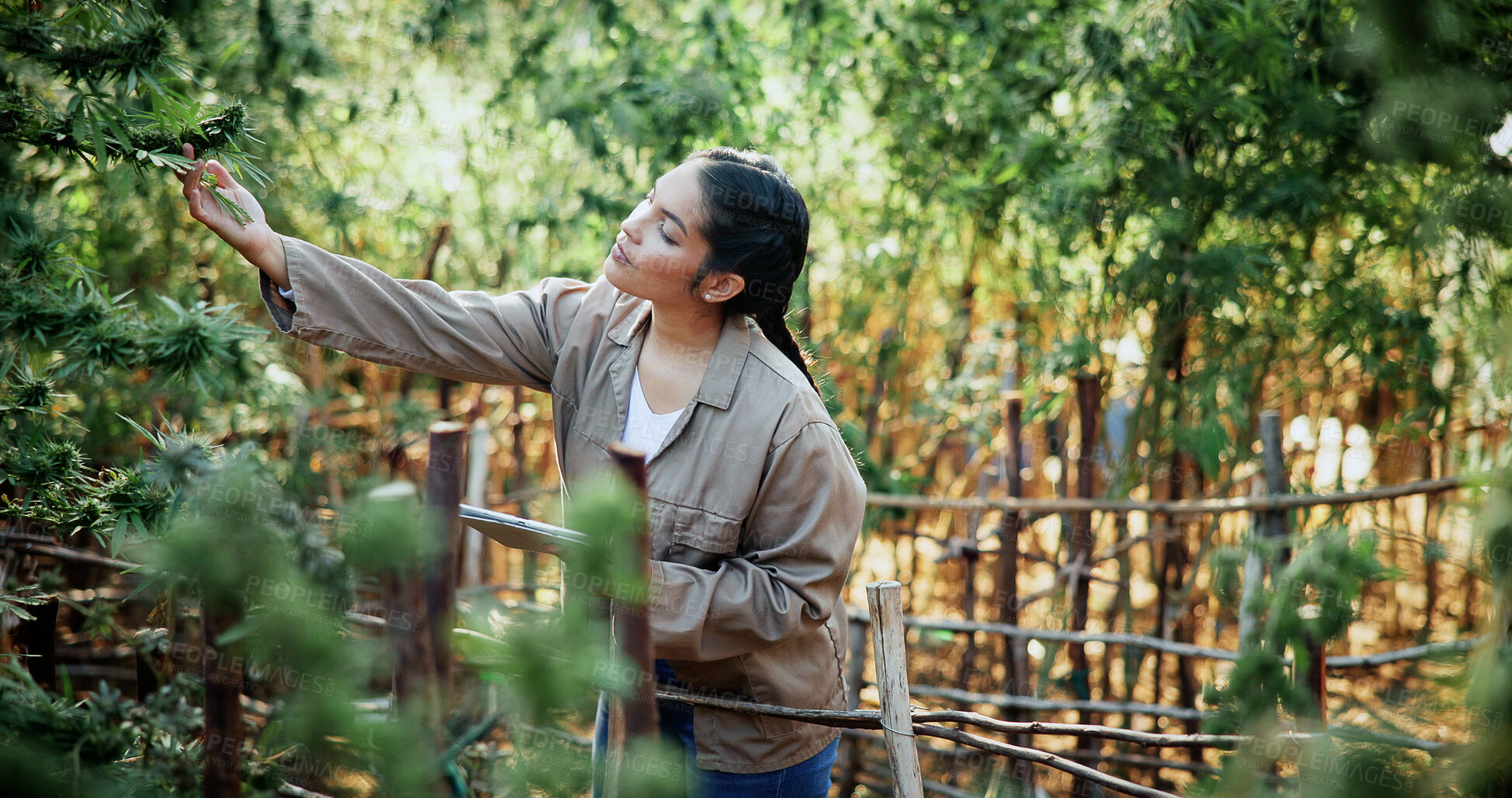 Buy stock photo Tablet, woman or plant inspection on cannabis farm to assess health, growth rate or data collection. Farmer, tech or monitor marijuana leaves outdoor for nutrient status, quality control or checklist