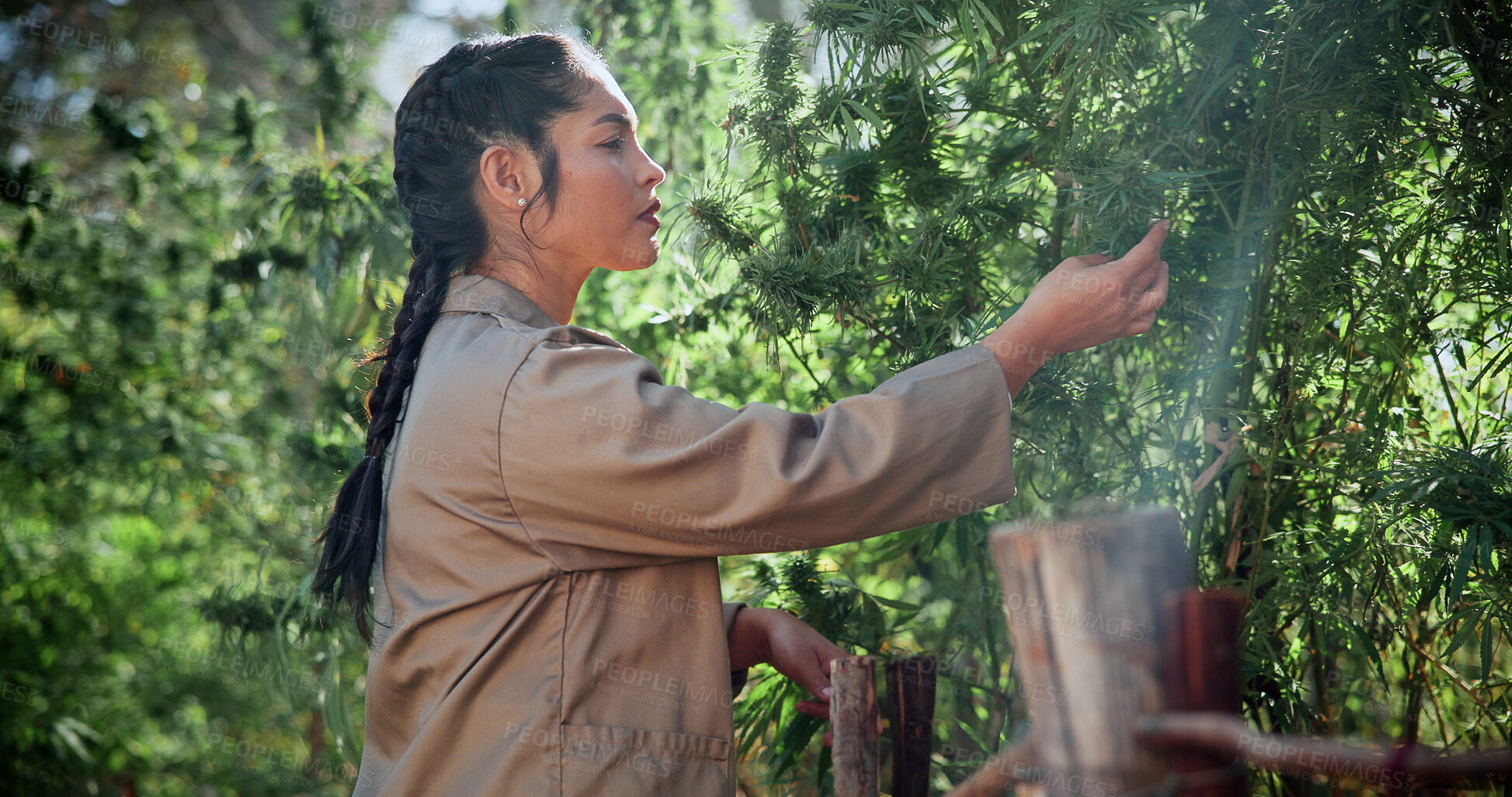 Buy stock photo Woman, inspection and cultivator with weed plants for agriculture, growth and harvest of cannabis. Person, farming and quality assurance of marijuana, crop cultivation and monitor for hemp production
