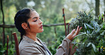 Serious, woman and farming with weed plants for agriculture, inspection and harvest of cannabis. Farmer, female person and quality control of marijuana, crop cultivation and bud for hemp production