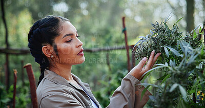 Buy stock photo Serious, woman and farming with weed plants for agriculture, inspection and harvest of cannabis. Farmer, female person and quality control of marijuana, crop cultivation and bud for hemp production