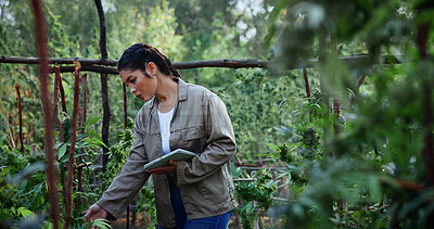 Buy stock photo Woman, farm and tablet for inspection with hemp, production or marijuana for sustainability. Agriculture, small business or cultivator with tech for cannabis, harvest or startup for eco textile