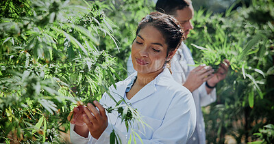 Buy stock photo Scientist, woman or plant inspection on cannabis farm to monitor growth, crop integrity or health. Science team, person or assess marijuana leaves for nutrient status, quality control or horticulture