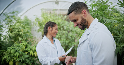 Buy stock photo People, scientist and tablet with weed plant in greenhouse for marijuana production or cannabis. Botany, CBD or science experiment with smile or technology for natural growth, harvest or THC research