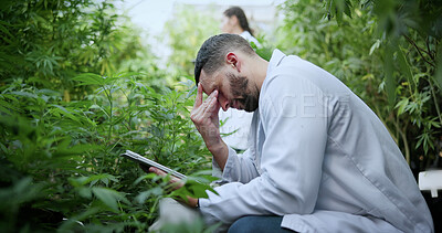 Buy stock photo Scientist, farm and stress with tablet for marijuana, production error or frustrated with inspection. People, tech and biology mistake with cannabis for growth, study or issue for medical research
