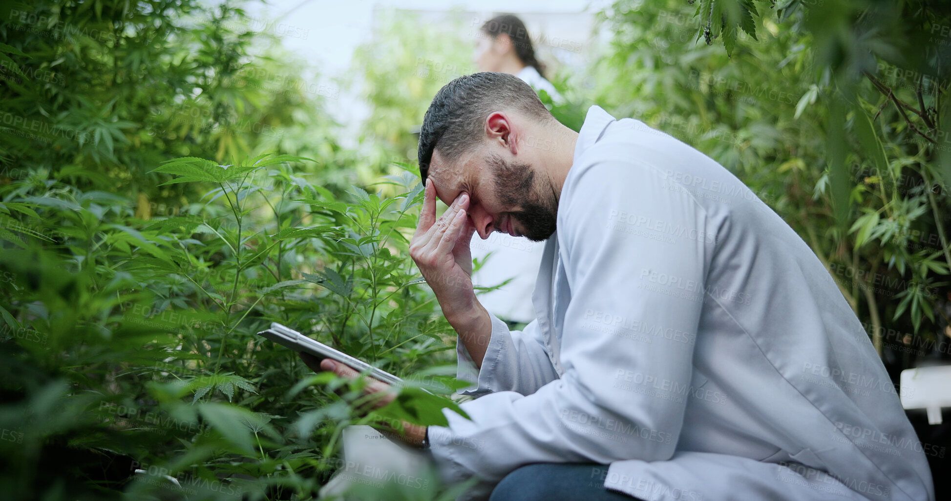 Buy stock photo Scientist, farm and stress with tablet for marijuana, production error or frustrated with inspection. People, tech and biology mistake with cannabis for growth, study or issue for medical research