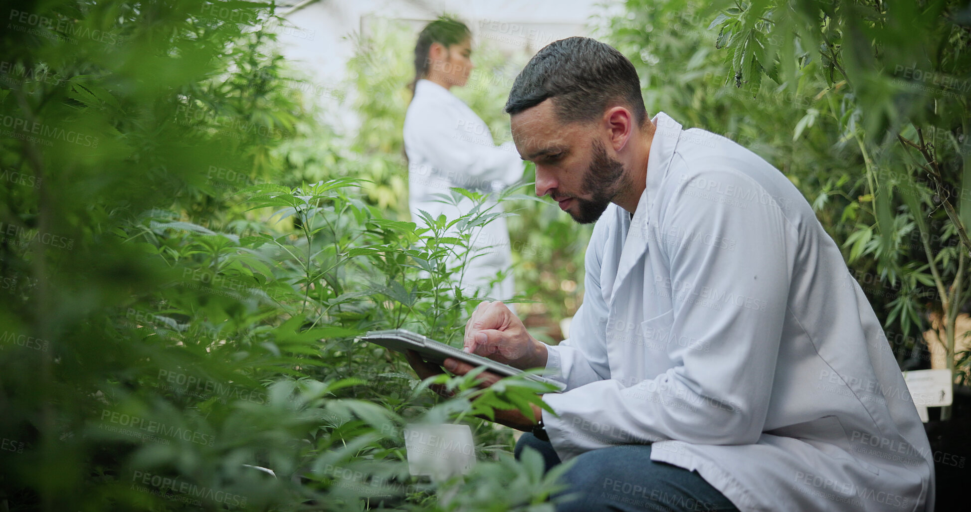 Buy stock photo Scientist, man and tablet research on cannabis farm for cultivation trial, field study or inspection. Horticultural science, person or tech for marijuana data collection, quality control or checklist