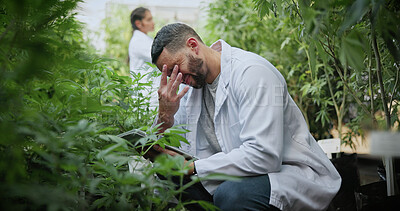 Buy stock photo Scientist, farm and stress with tablet for marijuana, production error or headache for inspection. People, tech and biology mistake with cannabis for growth, study or issue for medical research