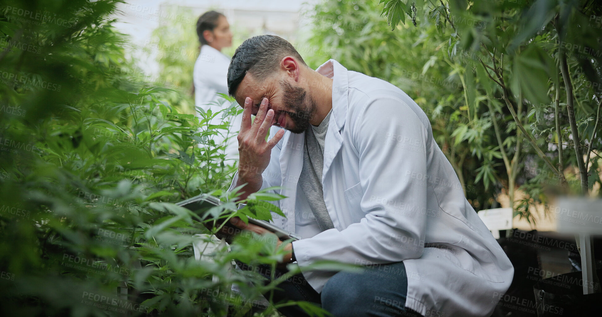 Buy stock photo Scientist, farm and stress with tablet for marijuana, production error or headache for inspection. People, tech and biology mistake with cannabis for growth, study or issue for medical research