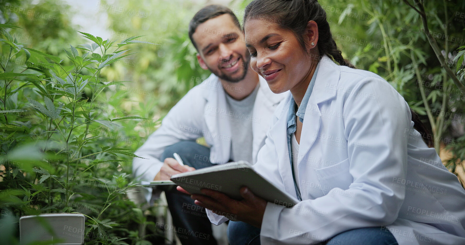 Buy stock photo People, scientist and tablet with cannabis research in greenhouse for marijuana production. Botany, CBD or science experiment with smile, weed or technology for natural growth, harvest or farming THC