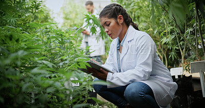 Buy stock photo Scientist, woman or tablet research on cannabis farm for cultivation trial, field study or inspection. Horticulture science, person or tech for marijuana data collection, quality control or checklist