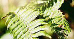 Fern, leaves and plant growth in garden for biodiversity, erosion control or oxygen in sunlight. Greenery, frond or botanical foliage in nature for environment conservation, sustainability or closeup